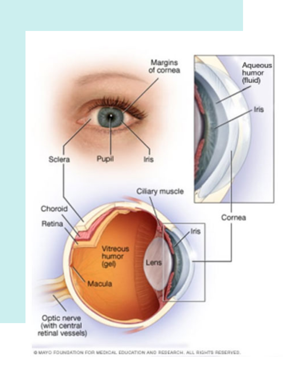 Diagram of eye on which Standard LASIK procedure is performed to correct blurring of vision