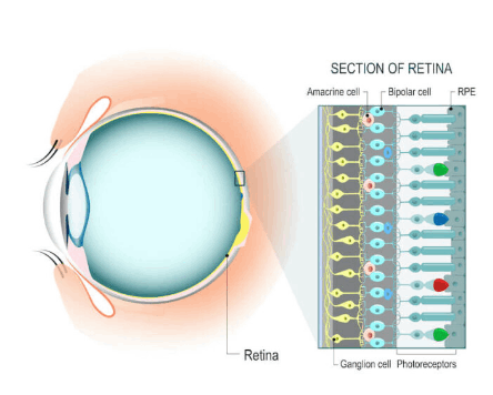 Detailed view of the retina, the part of the eye affected by Diabetic Retinopathy and Floaters in eye